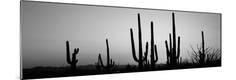 Photographic Print