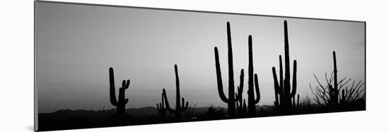 Silhouette of Saguaro Cacti (Carnegiea Gigantea) on a Landscape, Saguaro National Park, Tucson-null-Mounted Photographic Print