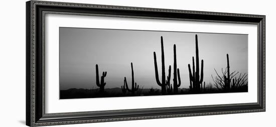 Silhouette of Saguaro Cacti (Carnegiea Gigantea) on a Landscape, Saguaro National Park, Tucson-null-Framed Photographic Print