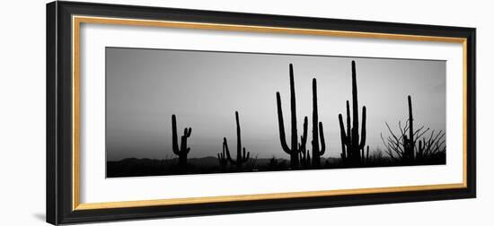 Silhouette of Saguaro Cacti (Carnegiea Gigantea) on a Landscape, Saguaro National Park, Tucson-null-Framed Photographic Print