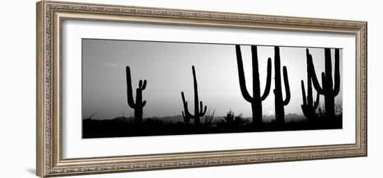 Silhouette of Saguaro Cacti (Carnegiea Gigantea) on a Landscape, Saguaro National Park, Tucson-null-Framed Photographic Print