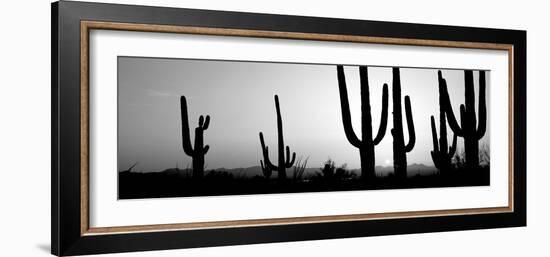 Silhouette of Saguaro Cacti (Carnegiea Gigantea) on a Landscape, Saguaro National Park, Tucson-null-Framed Photographic Print