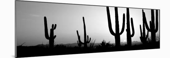 Silhouette of Saguaro Cacti (Carnegiea Gigantea) on a Landscape, Saguaro National Park, Tucson-null-Mounted Photographic Print