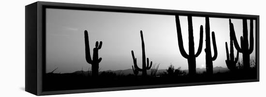 Silhouette of Saguaro Cacti (Carnegiea Gigantea) on a Landscape, Saguaro National Park, Tucson-null-Framed Premier Image Canvas