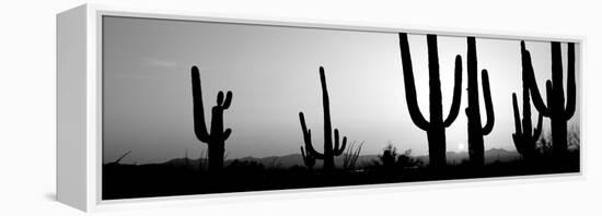 Silhouette of Saguaro Cacti (Carnegiea Gigantea) on a Landscape, Saguaro National Park, Tucson-null-Framed Premier Image Canvas