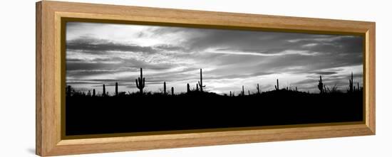 Silhouette of Saguaro Cacti (Carnegiea Gigantea) on a Landscape, Saguaro National Park, Tucson-null-Framed Premier Image Canvas