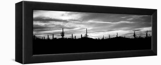 Silhouette of Saguaro Cacti (Carnegiea Gigantea) on a Landscape, Saguaro National Park, Tucson-null-Framed Premier Image Canvas