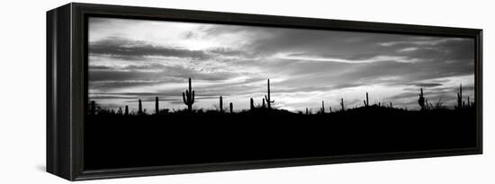 Silhouette of Saguaro Cacti (Carnegiea Gigantea) on a Landscape, Saguaro National Park, Tucson-null-Framed Premier Image Canvas