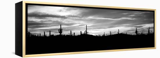 Silhouette of Saguaro Cacti (Carnegiea Gigantea) on a Landscape, Saguaro National Park, Tucson-null-Framed Premier Image Canvas