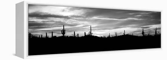 Silhouette of Saguaro Cacti (Carnegiea Gigantea) on a Landscape, Saguaro National Park, Tucson-null-Framed Premier Image Canvas