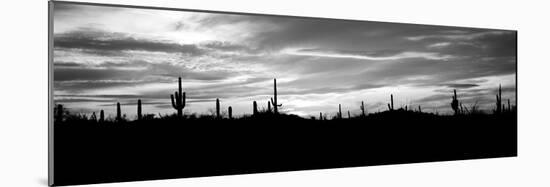 Silhouette of Saguaro Cacti (Carnegiea Gigantea) on a Landscape, Saguaro National Park, Tucson-null-Mounted Photographic Print