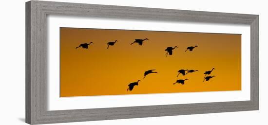 Silhouette of Sandhill Cranes (Grus Canadensis) Flying in the Sky at Sunrise-null-Framed Photographic Print