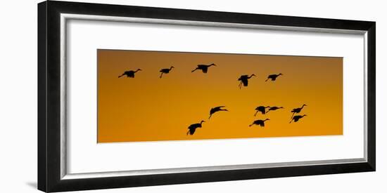 Silhouette of Sandhill Cranes (Grus Canadensis) Flying in the Sky at Sunrise-null-Framed Photographic Print