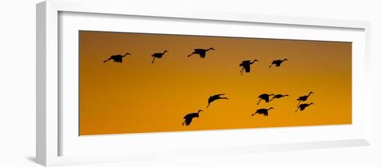Silhouette of Sandhill Cranes (Grus Canadensis) Flying in the Sky at Sunrise-null-Framed Photographic Print