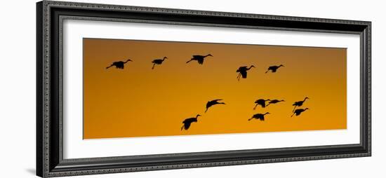 Silhouette of Sandhill Cranes (Grus Canadensis) Flying in the Sky at Sunrise-null-Framed Photographic Print