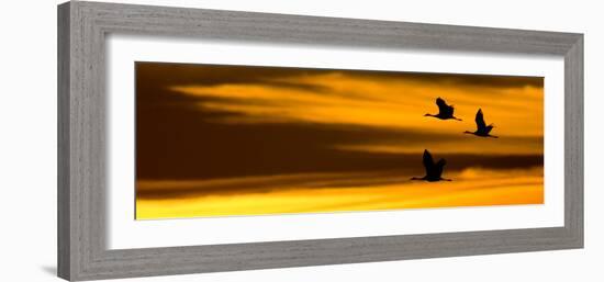 Silhouette of Sandhill Cranes (Grus Canadensis) Flying in the Sky at Sunrise-null-Framed Photographic Print