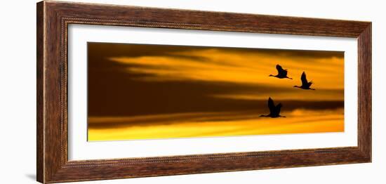 Silhouette of Sandhill Cranes (Grus Canadensis) Flying in the Sky at Sunrise-null-Framed Photographic Print