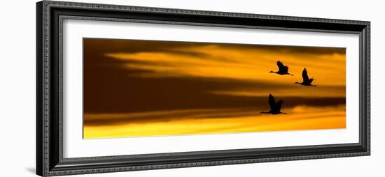 Silhouette of Sandhill Cranes (Grus Canadensis) Flying in the Sky at Sunrise-null-Framed Photographic Print