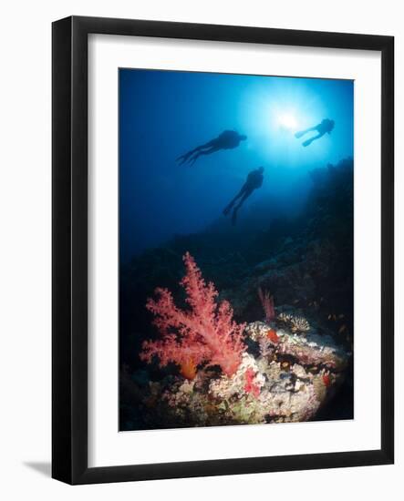 Silhouette of Three Scuba Divers Above Coral Reef-Mark Doherty-Framed Photographic Print