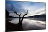 Silhouette of Tree Against Lake-Mark Sunderland-Mounted Photographic Print