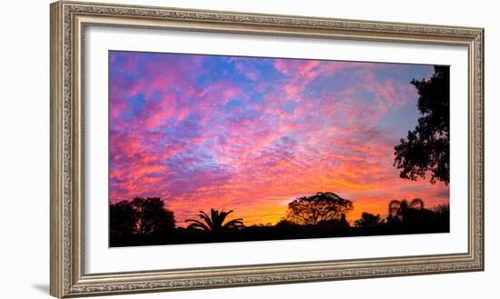 Silhouette of trees and plants at sunrise, Venice, Sarasota County, Florida, USA-null-Framed Photographic Print