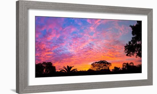 Silhouette of trees and plants at sunrise, Venice, Sarasota County, Florida, USA-null-Framed Photographic Print