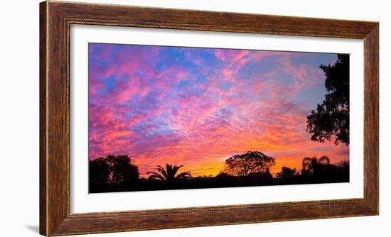 Silhouette of trees and plants at sunrise, Venice, Sarasota County, Florida, USA-null-Framed Photographic Print