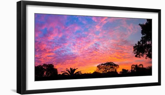 Silhouette of trees and plants at sunrise, Venice, Sarasota County, Florida, USA-null-Framed Photographic Print