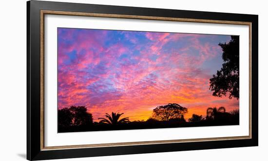 Silhouette of trees and plants at sunrise, Venice, Sarasota County, Florida, USA-null-Framed Photographic Print