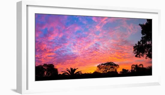 Silhouette of trees and plants at sunrise, Venice, Sarasota County, Florida, USA-null-Framed Photographic Print