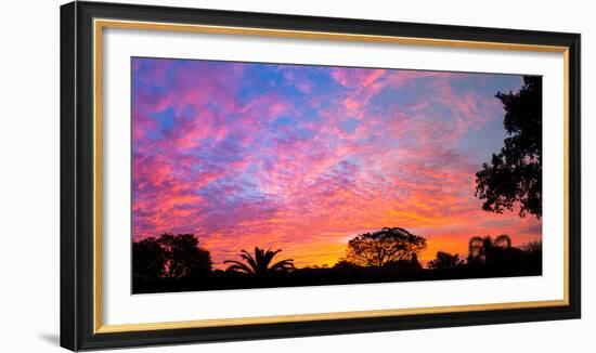 Silhouette of trees and plants at sunrise, Venice, Sarasota County, Florida, USA-null-Framed Photographic Print