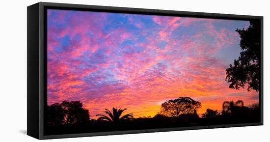 Silhouette of trees and plants at sunrise, Venice, Sarasota County, Florida, USA-null-Framed Premier Image Canvas