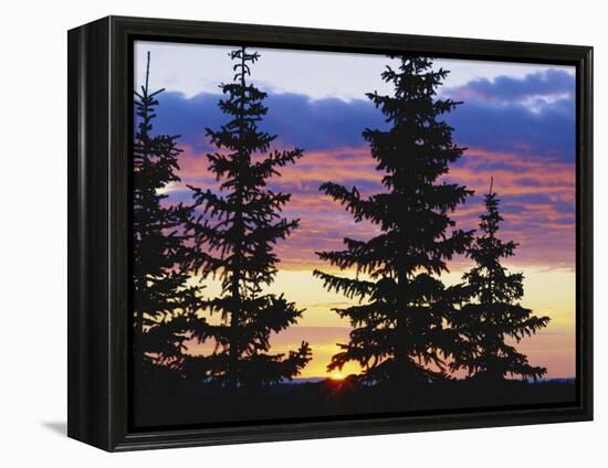 Silhouette of Trees at Sunrise, Sierra Madre, Medicine Bow-Routt National Forest, Wyoming, USA-Scott T. Smith-Framed Premier Image Canvas