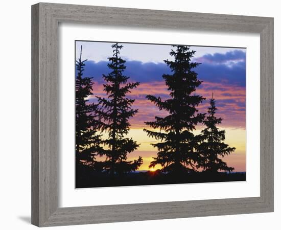 Silhouette of Trees at Sunrise, Sierra Madre, Medicine Bow-Routt National Forest, Wyoming, USA-Scott T. Smith-Framed Photographic Print