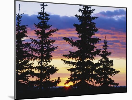 Silhouette of Trees at Sunrise, Sierra Madre, Medicine Bow-Routt National Forest, Wyoming, USA-Scott T. Smith-Mounted Photographic Print