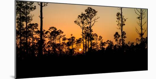 Silhouette of trees at sunset, Everglades National Park, Florida, USA-null-Mounted Photographic Print