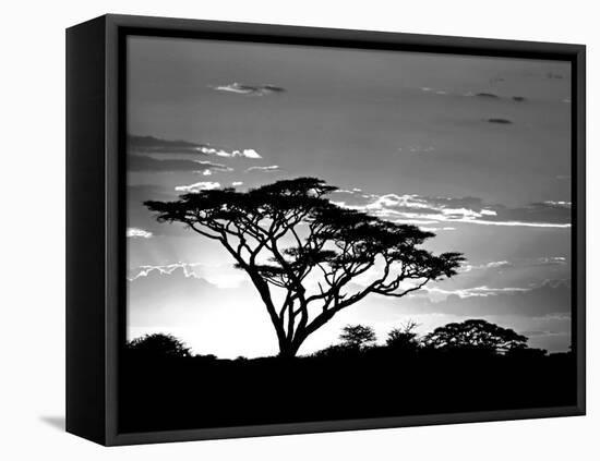 Silhouette of Trees in a Field, Ngorongoro Conservation Area, Arusha Region, Tanzania-null-Framed Premier Image Canvas