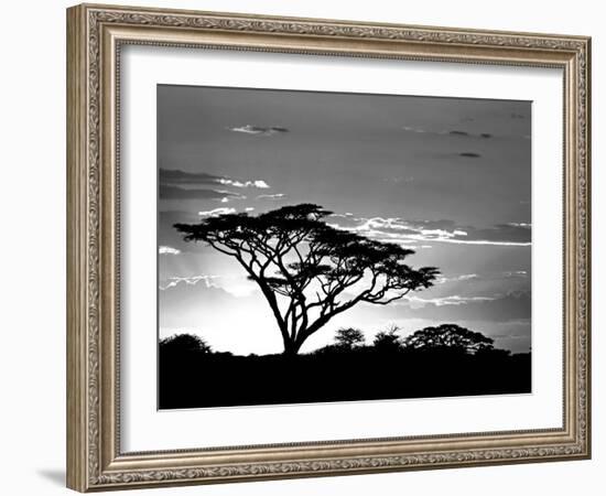 Silhouette of Trees in a Field, Ngorongoro Conservation Area, Arusha Region, Tanzania-null-Framed Photographic Print