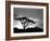 Silhouette of Trees in a Field, Ngorongoro Conservation Area, Arusha Region, Tanzania-null-Framed Photographic Print