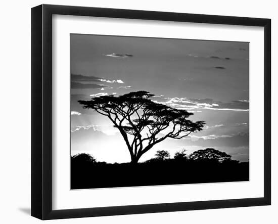 Silhouette of Trees in a Field, Ngorongoro Conservation Area, Arusha Region, Tanzania-null-Framed Photographic Print