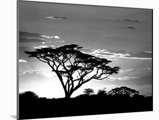 Silhouette of Trees in a Field, Ngorongoro Conservation Area, Arusha Region, Tanzania-null-Mounted Photographic Print