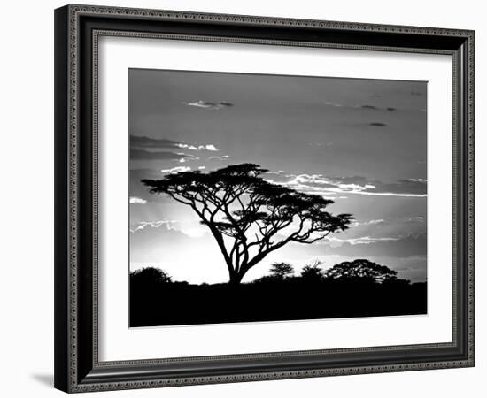 Silhouette of Trees in a Field, Ngorongoro Conservation Area, Arusha Region, Tanzania-null-Framed Photographic Print