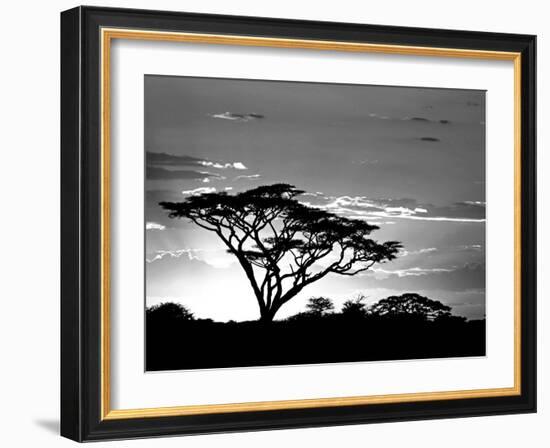 Silhouette of Trees in a Field, Ngorongoro Conservation Area, Arusha Region, Tanzania-null-Framed Photographic Print