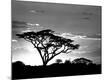 Photographic Print