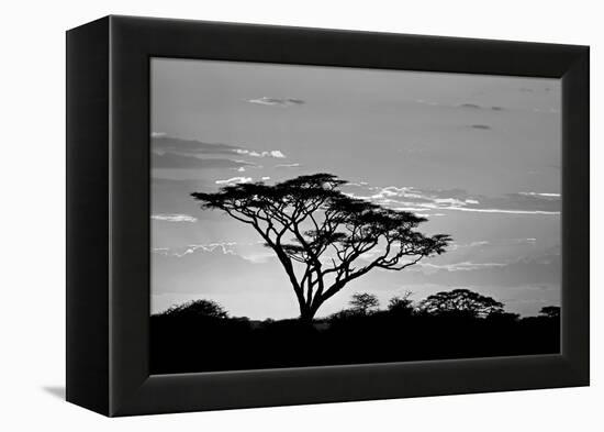 Silhouette of trees in a field, Ngorongoro Conservation Area, Arusha Region, Tanzania-null-Framed Premier Image Canvas