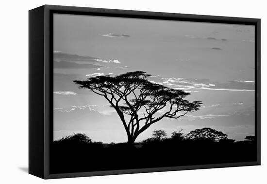 Silhouette of trees in a field, Ngorongoro Conservation Area, Arusha Region, Tanzania-null-Framed Premier Image Canvas