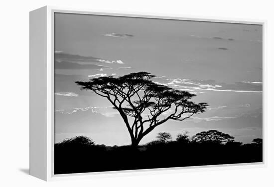 Silhouette of trees in a field, Ngorongoro Conservation Area, Arusha Region, Tanzania-null-Framed Premier Image Canvas