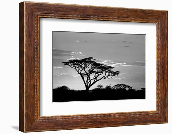 Silhouette of trees in a field, Ngorongoro Conservation Area, Arusha Region, Tanzania-null-Framed Photographic Print