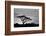 Silhouette of trees in a field, Ngorongoro Conservation Area, Arusha Region, Tanzania-null-Framed Photographic Print