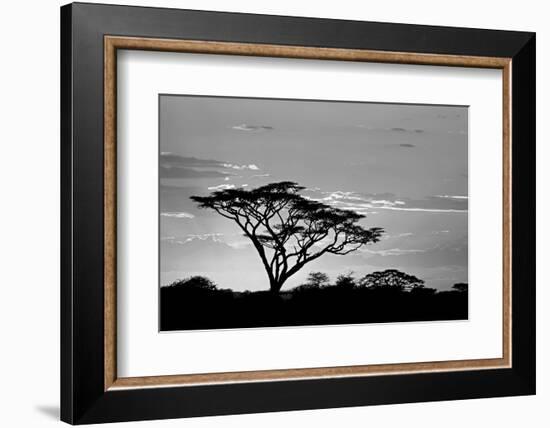 Silhouette of trees in a field, Ngorongoro Conservation Area, Arusha Region, Tanzania-null-Framed Photographic Print